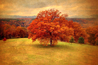 fall-tree-taken-by-iPhone-.jpg