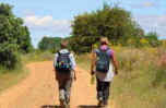 Camino