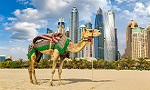 camel standing in sand in front of city skyline