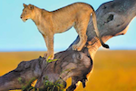 Tanzania