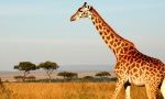 giraffe