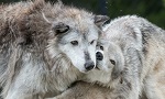 The Wolves & Wildlife of Yellowstone